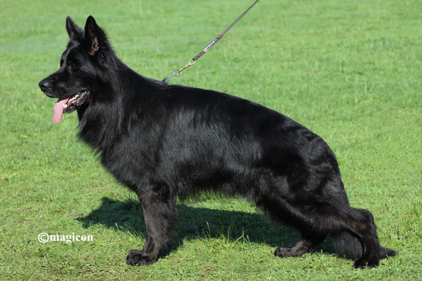 Publication : Vom Haus Schonen Rosen