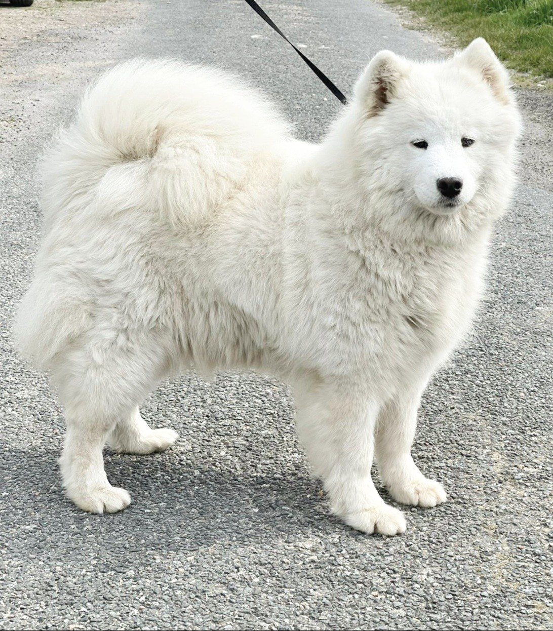 Publication : of Karasea 