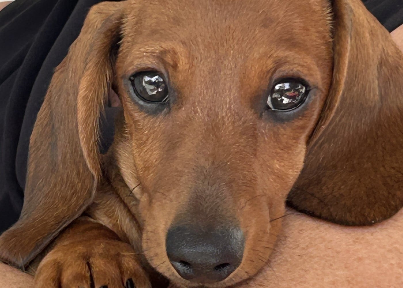 Publication : Des Stardachshund 