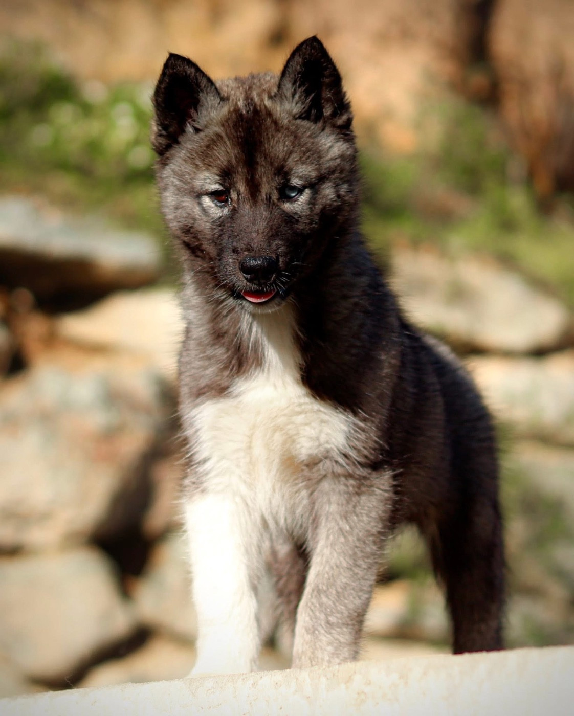 Publication : Des Loups Des Flamboyants Auteur : Pauline franchi