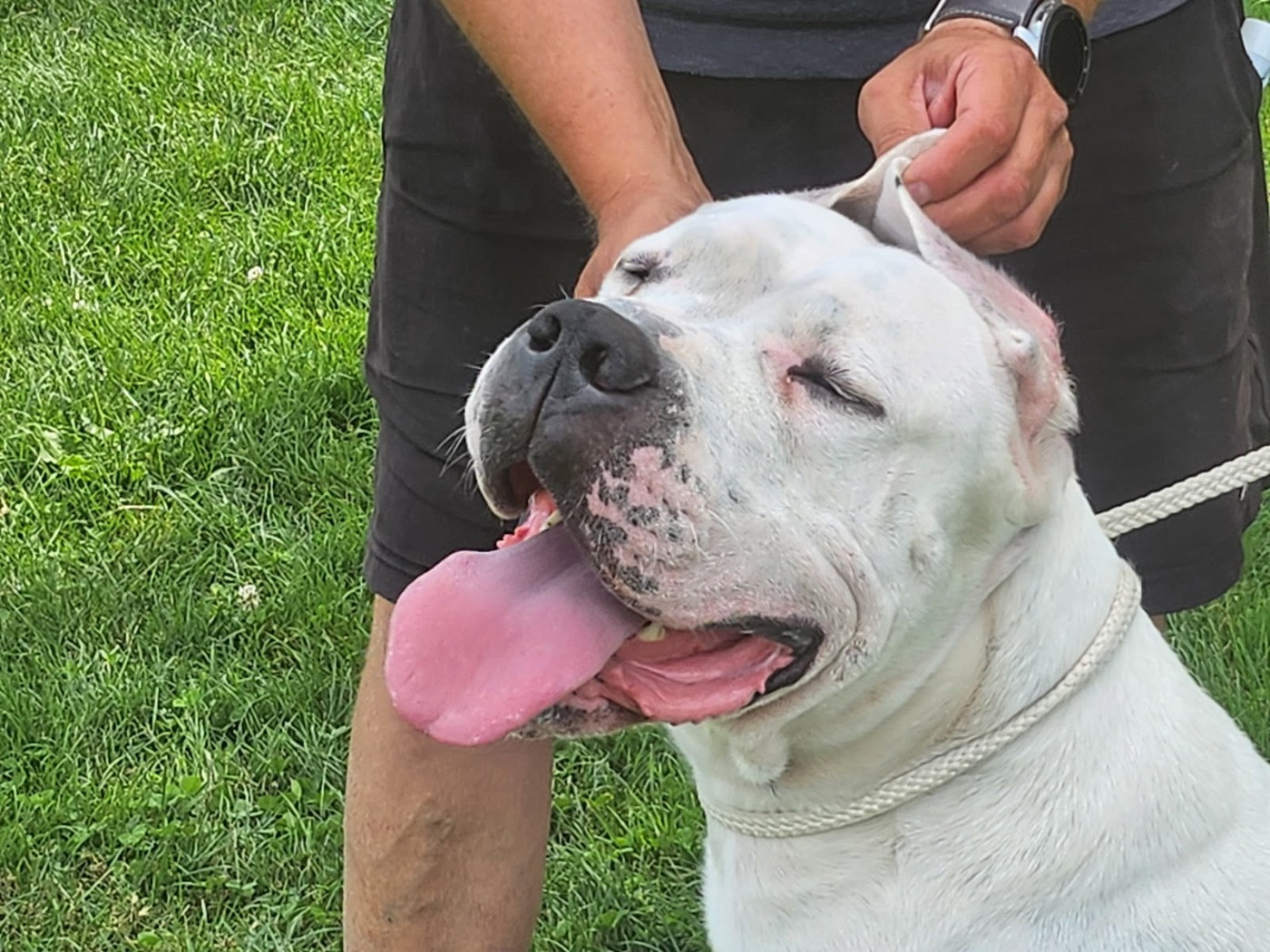 Publication : del Camino Del Oro Blanco