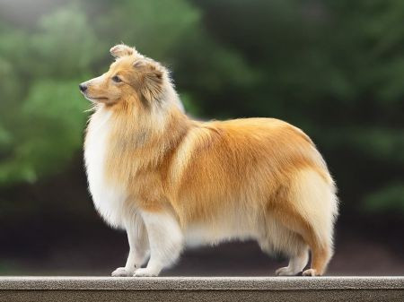 CH. ellenyorn Electra