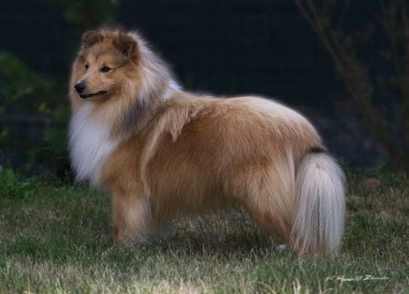 CH. BORN TO BE LEADER SIELOS DRAUGAS