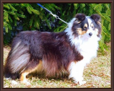 CHOICE ME FOR FERVIDUS show elveras