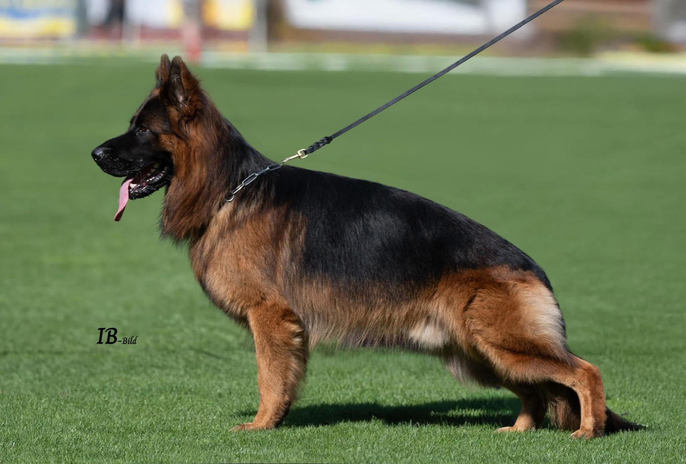 Publication : Des Gardiens Du Chalet 