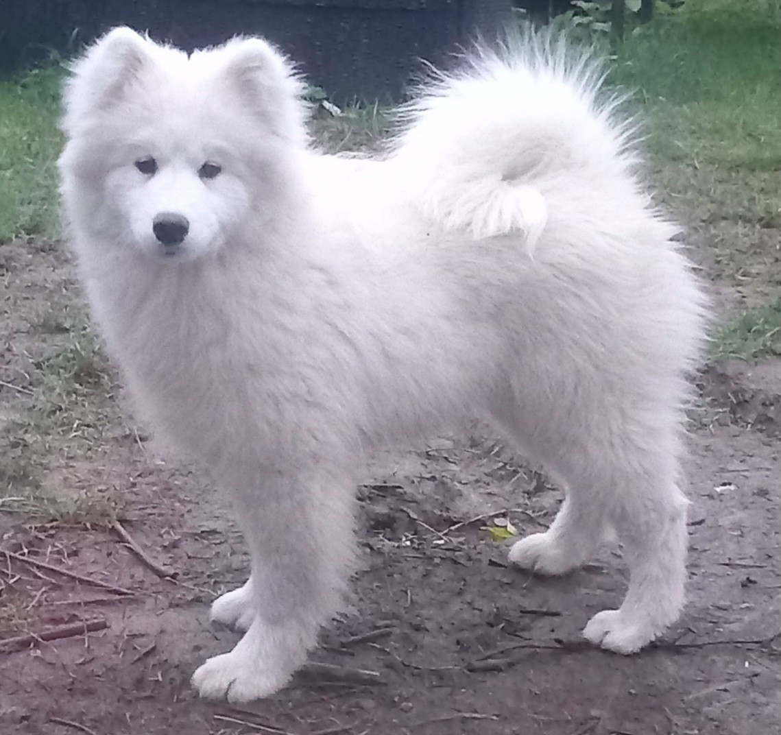 Publication : of Karasea Auteur : S.A