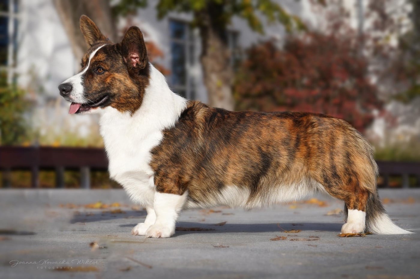 Publication : Du Gélétan 