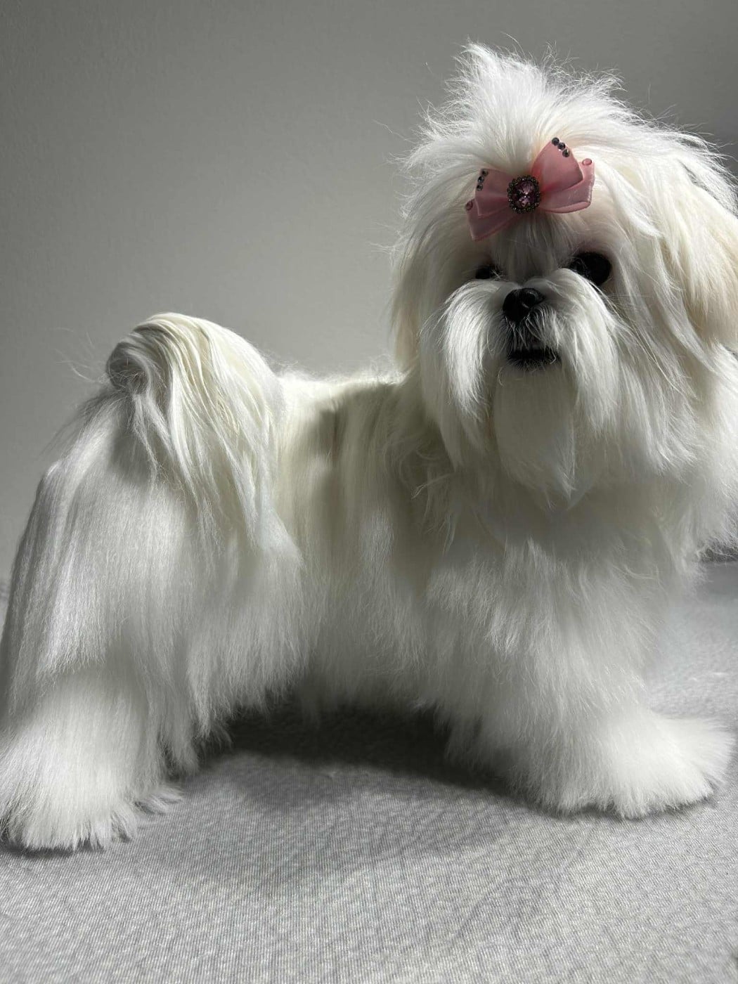 Publication : (Sans Affixe) 