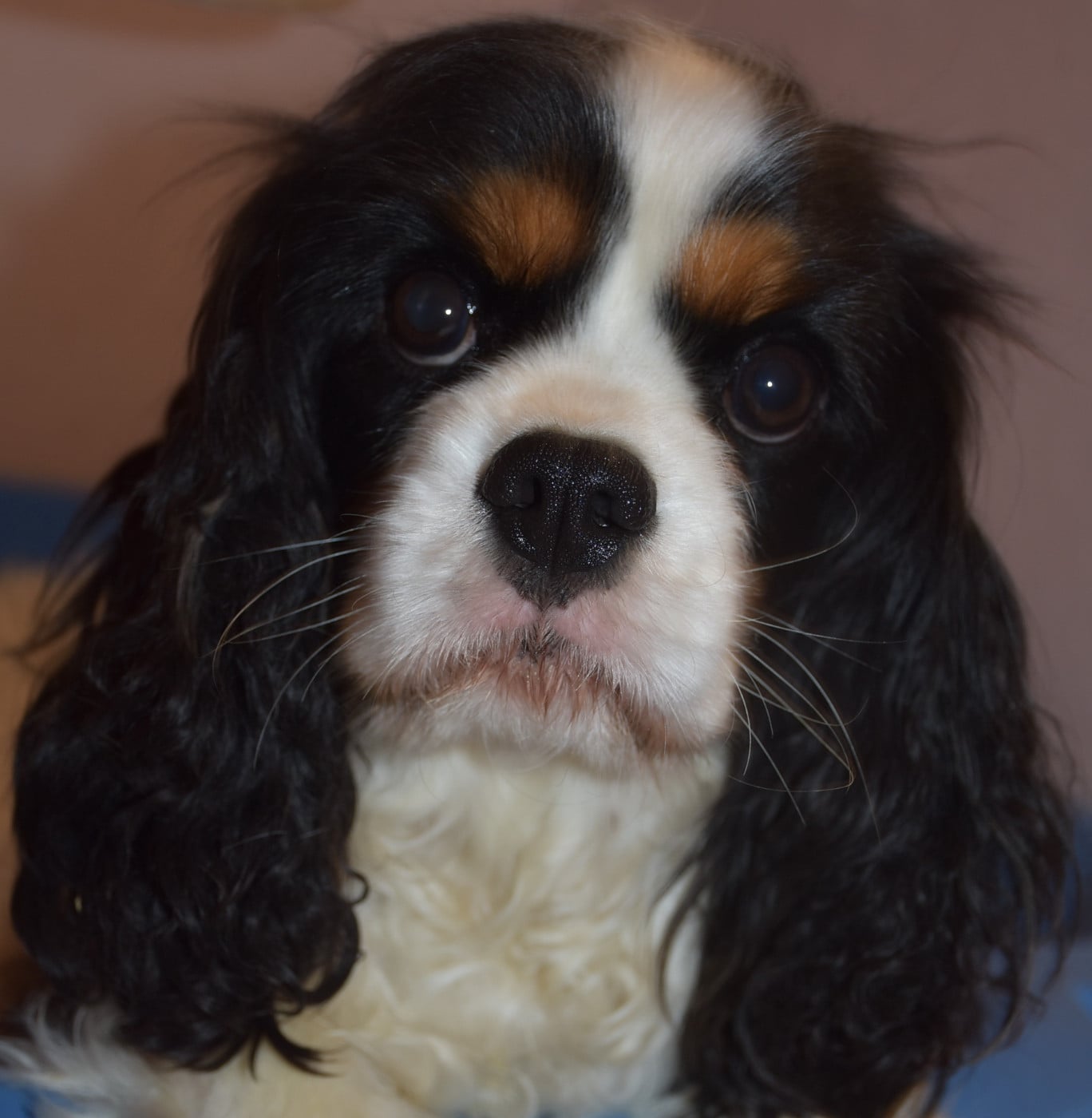 Publication : De la combe berail 