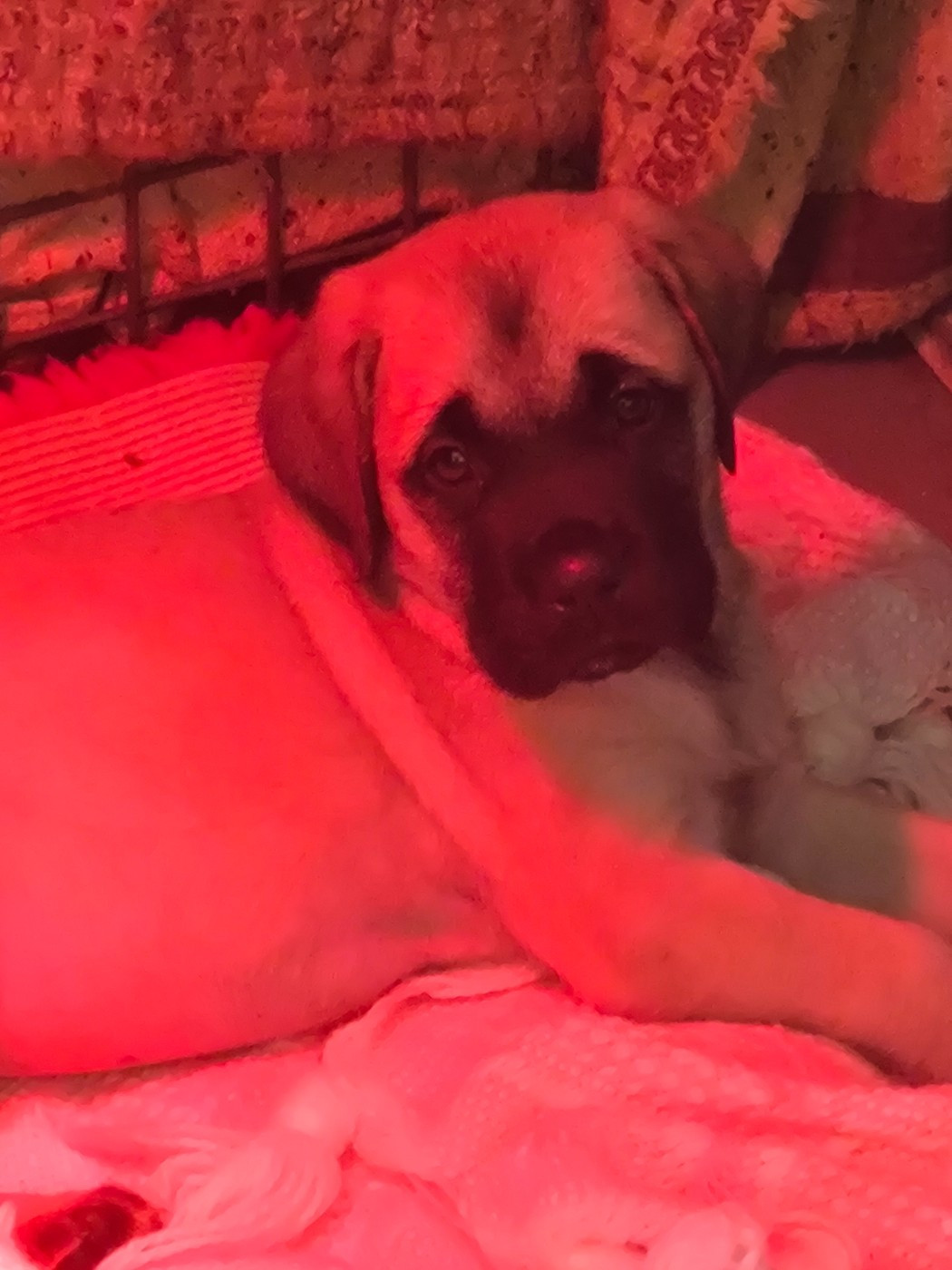 Publication : Du Domaine Des Dieux Du Feu Auteur : Bébé APHRODYTE 7 semaines