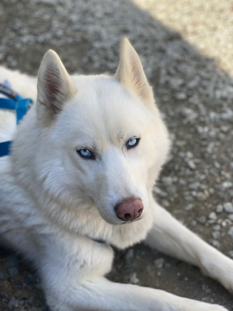Publication : Des Gardiens Des Deux Glaciers 