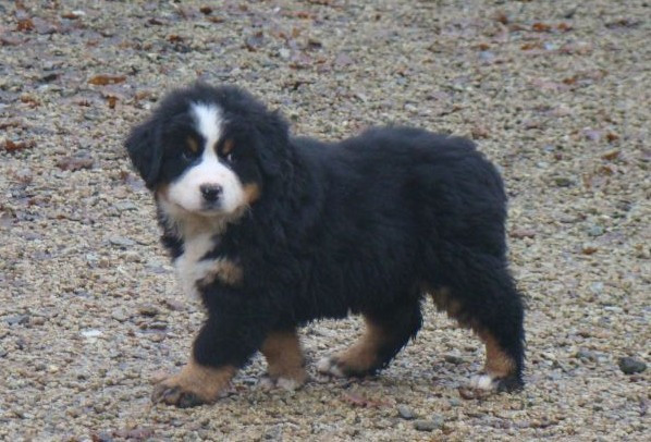 Publication : du royaume des reves 