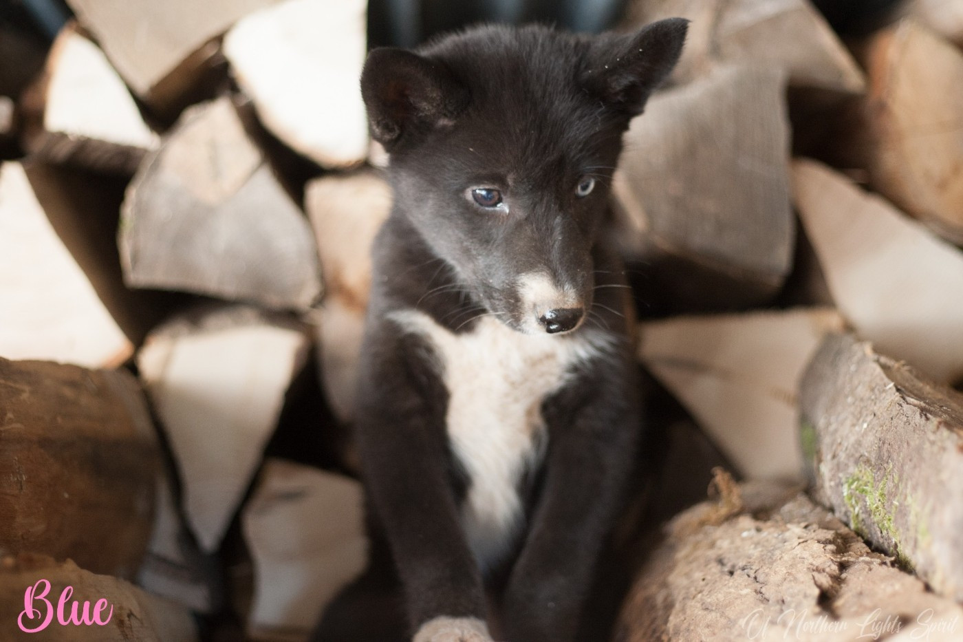 Publication : Of Northern Lights Spirit