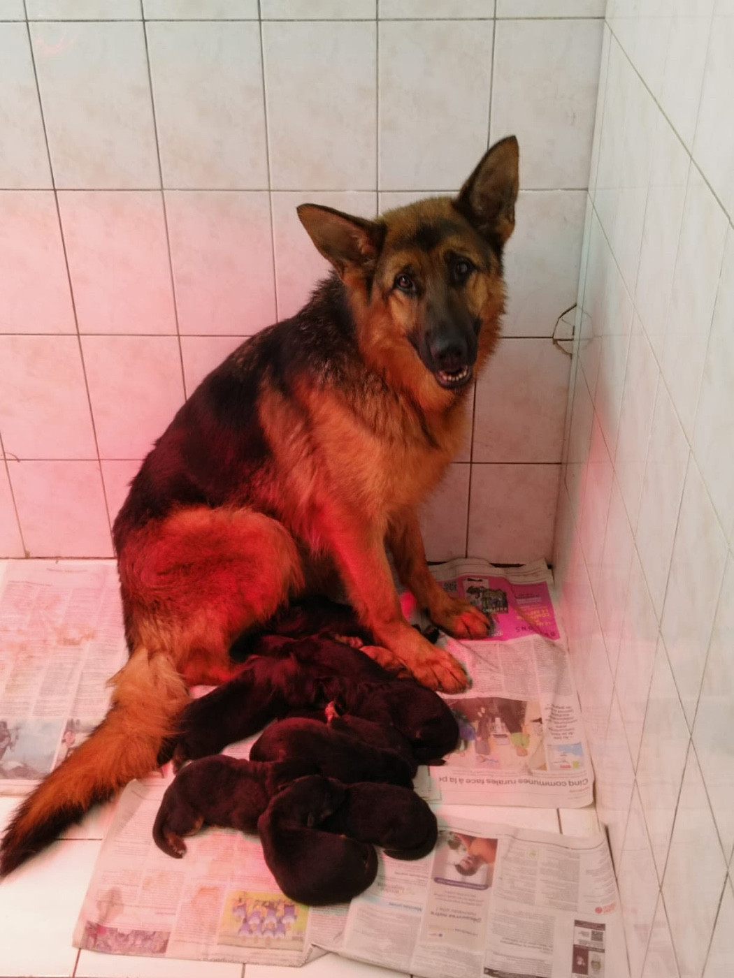 Publication : de la Presqu'Ile Guerandaise 