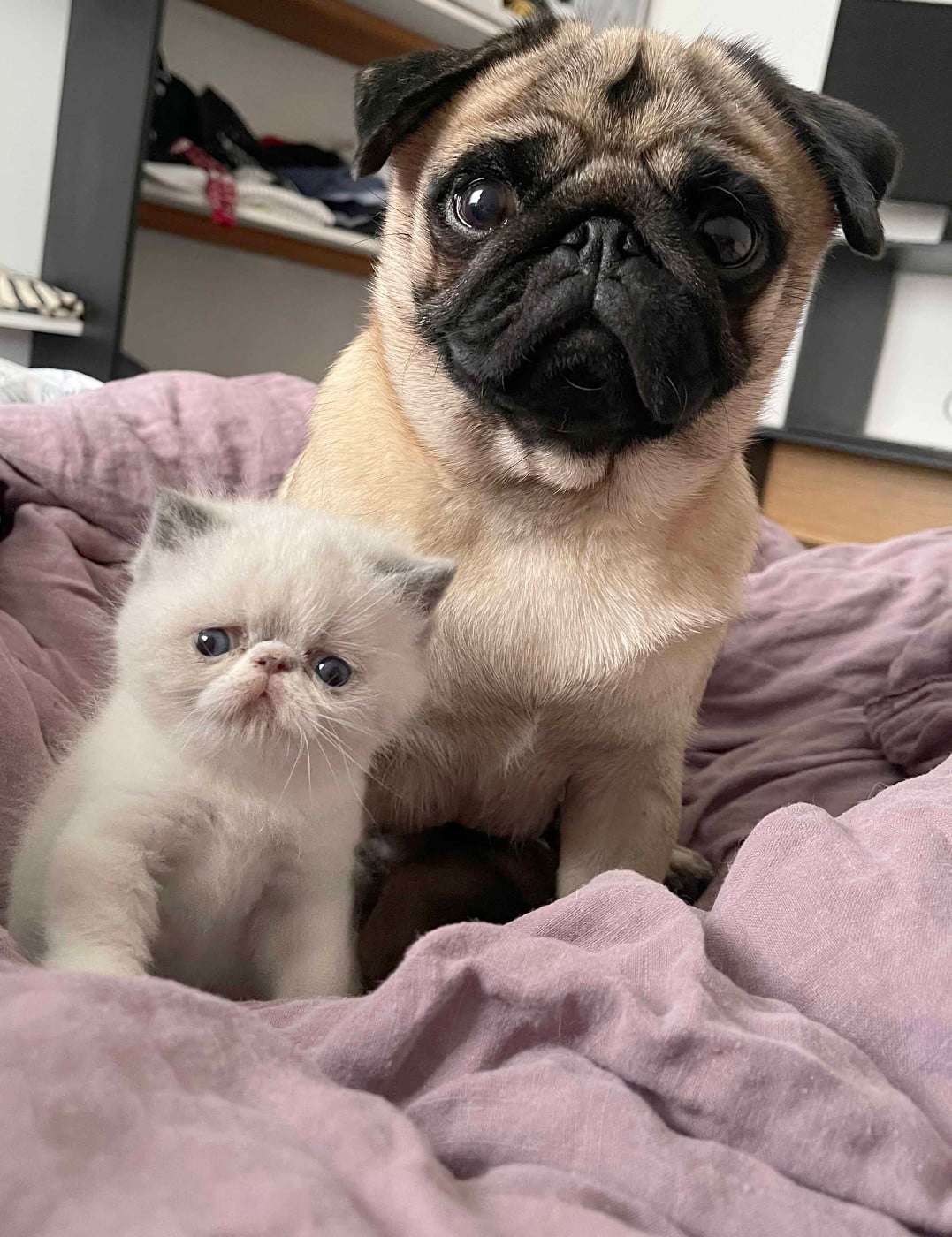 Publication : bellerophon 