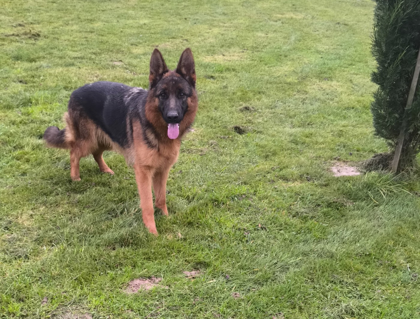 Publication : Von Bereich Sandalvi 