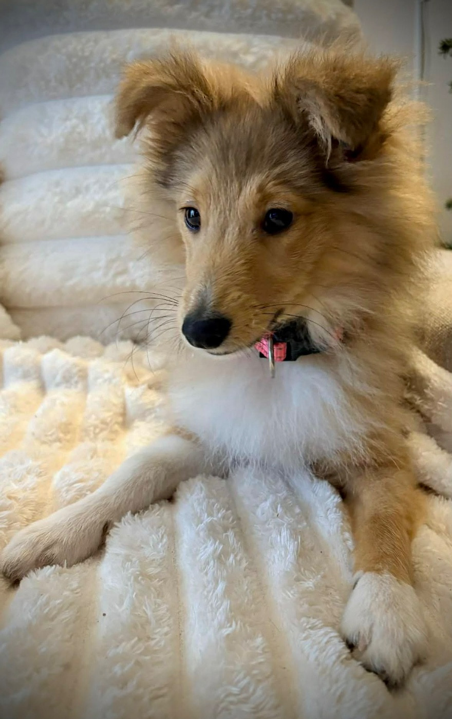 Publication : Sunshine Phoenix Auteur : Juliette POLFLIET