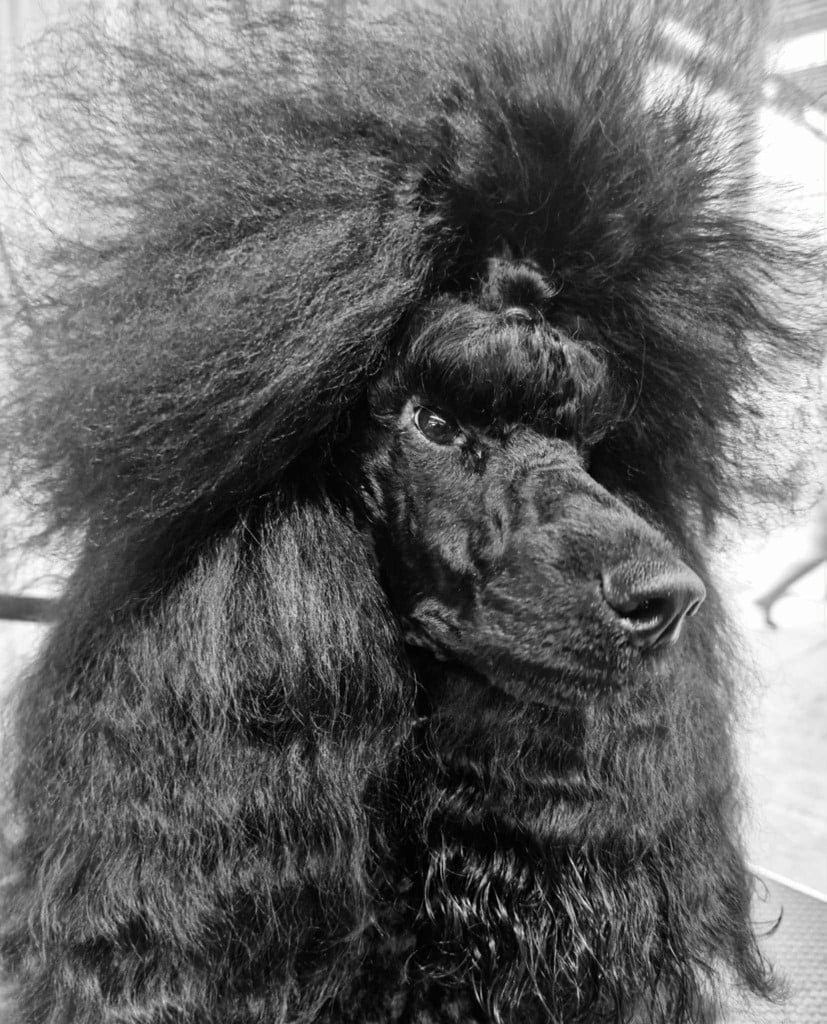 Publication : Of Aveburry Queen Auteur : LABROUSSE OF AVEBURRY QUEEN