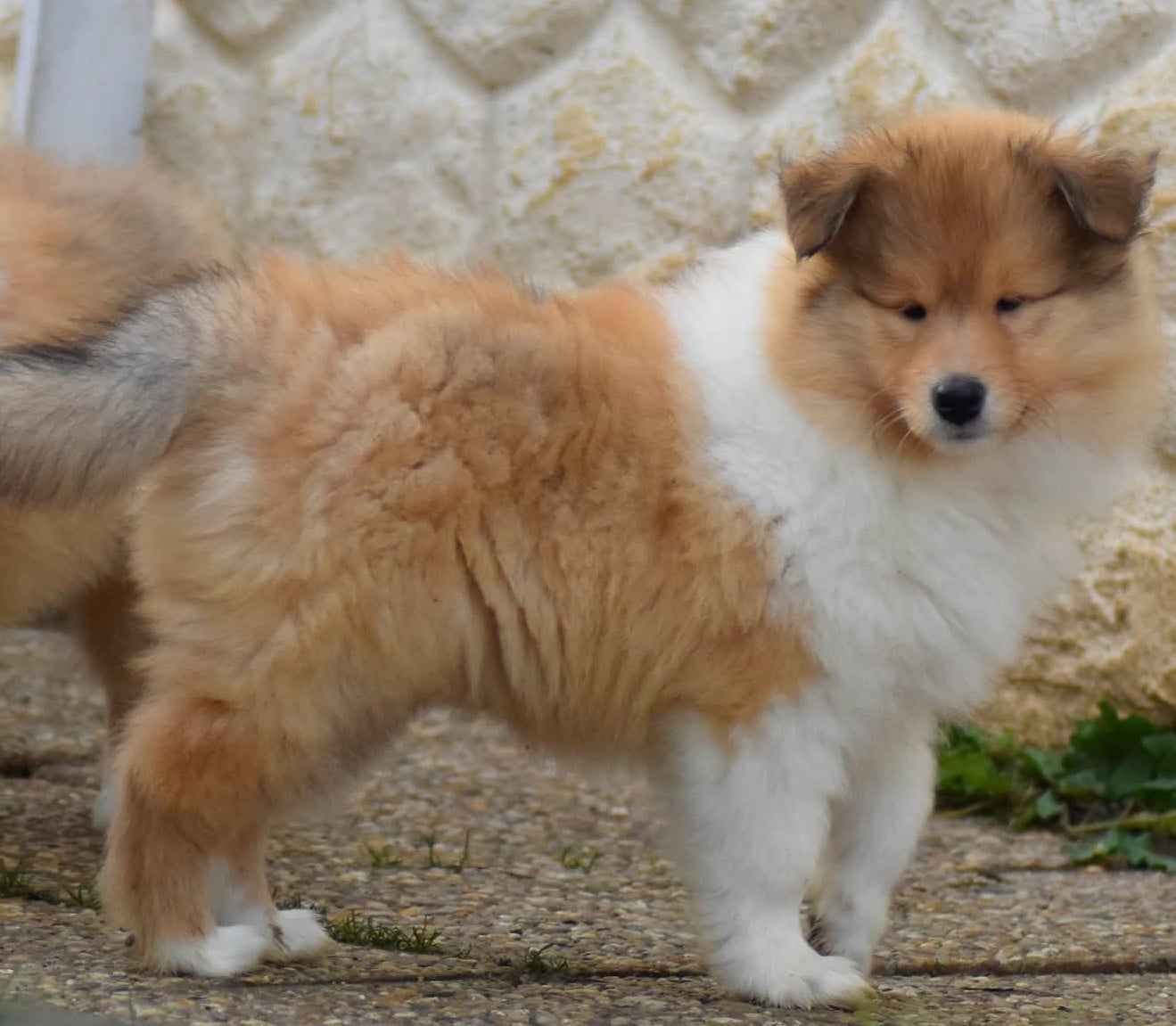 Publication : du domaine des Emeraudes 