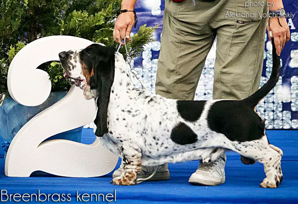 hummer big long blue's