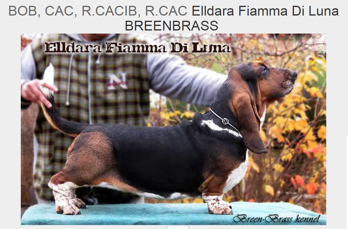 Elldara Fiamma Di Luna breenbrass