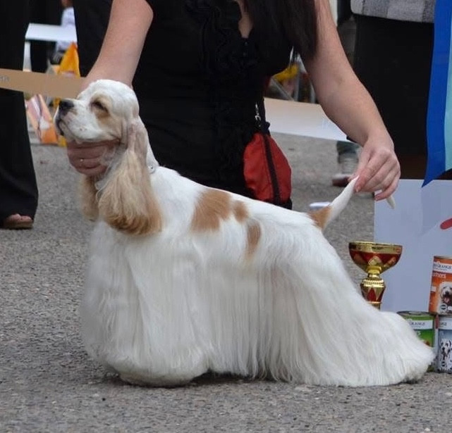 CH. delonji grand Kindly bella