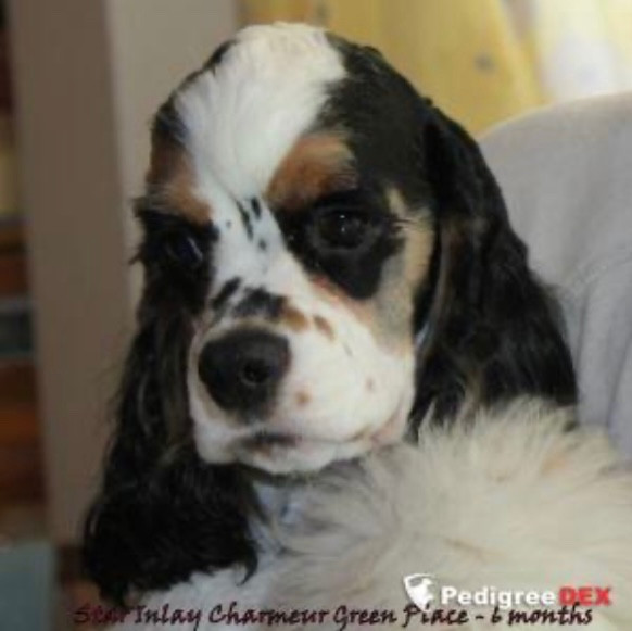 CH. star inlay Charmeur green palace