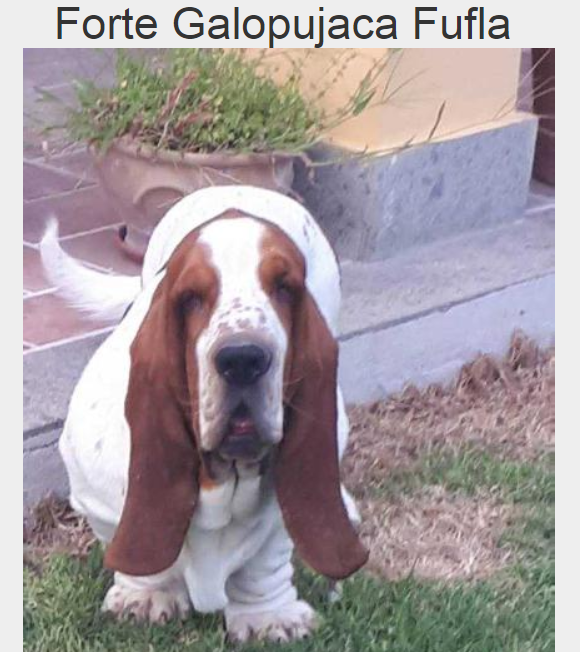 FORTE galopujaca fufla