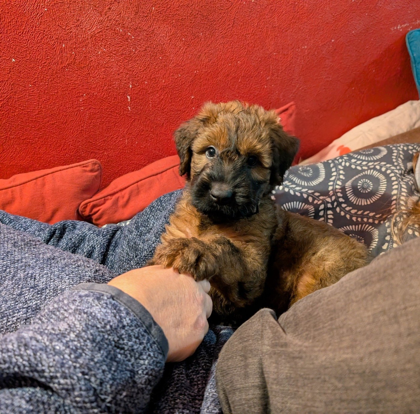 Publication : du Jardin aux Eglantines