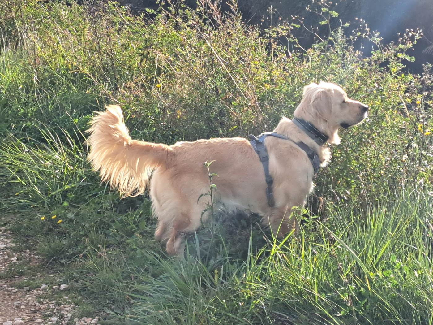 Publication : Des Fidèles Du Comtat 