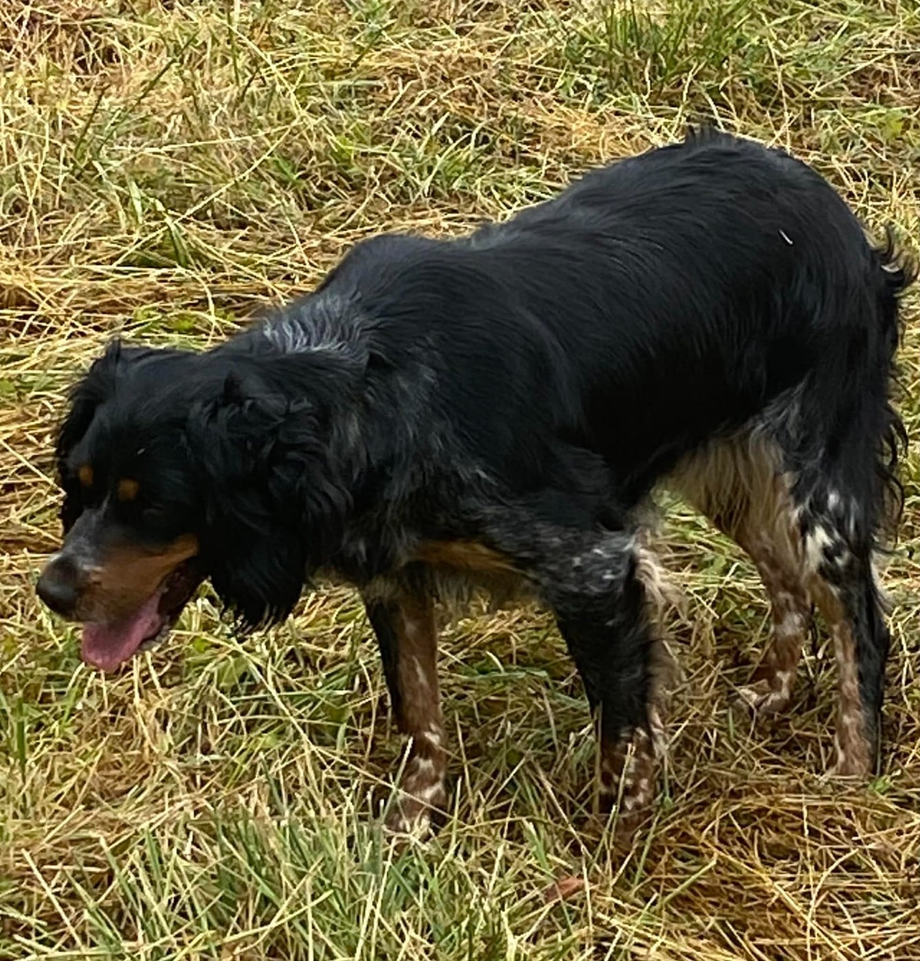 Publication : des hautes pousterles 