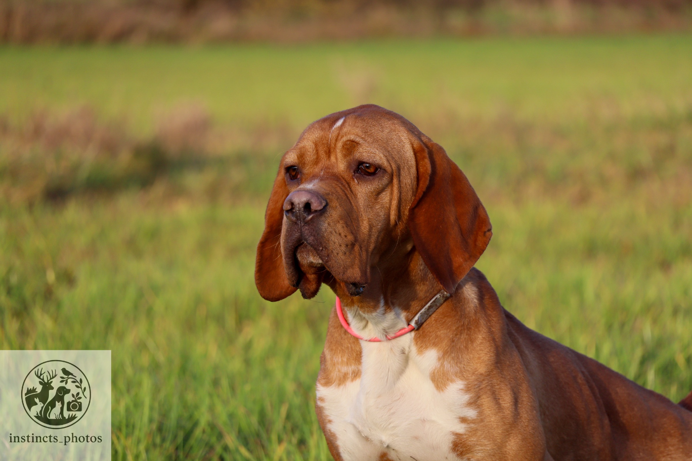 Publication : Vom hundegelaut Auteur : Maëlle KUEHN