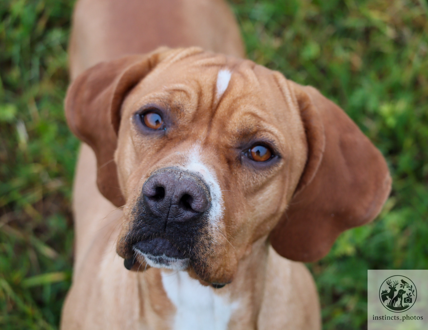 Publication : Vom hundegelaut Auteur : Maëlle KUEHN