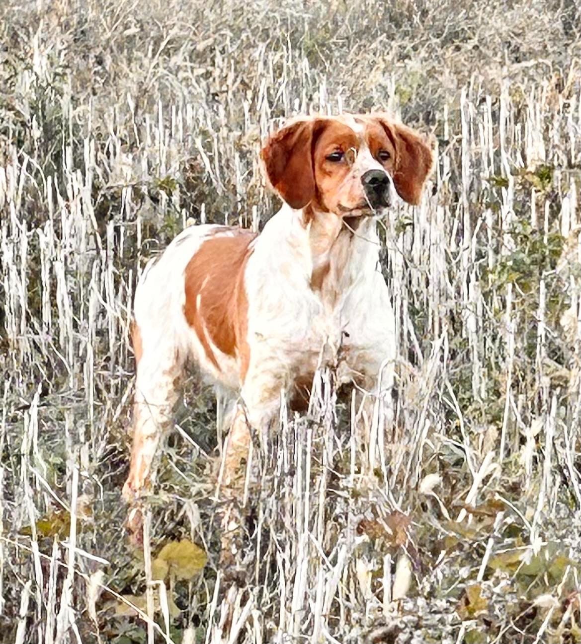 Publication : des hautes pousterles Auteur : jean luc cazemages