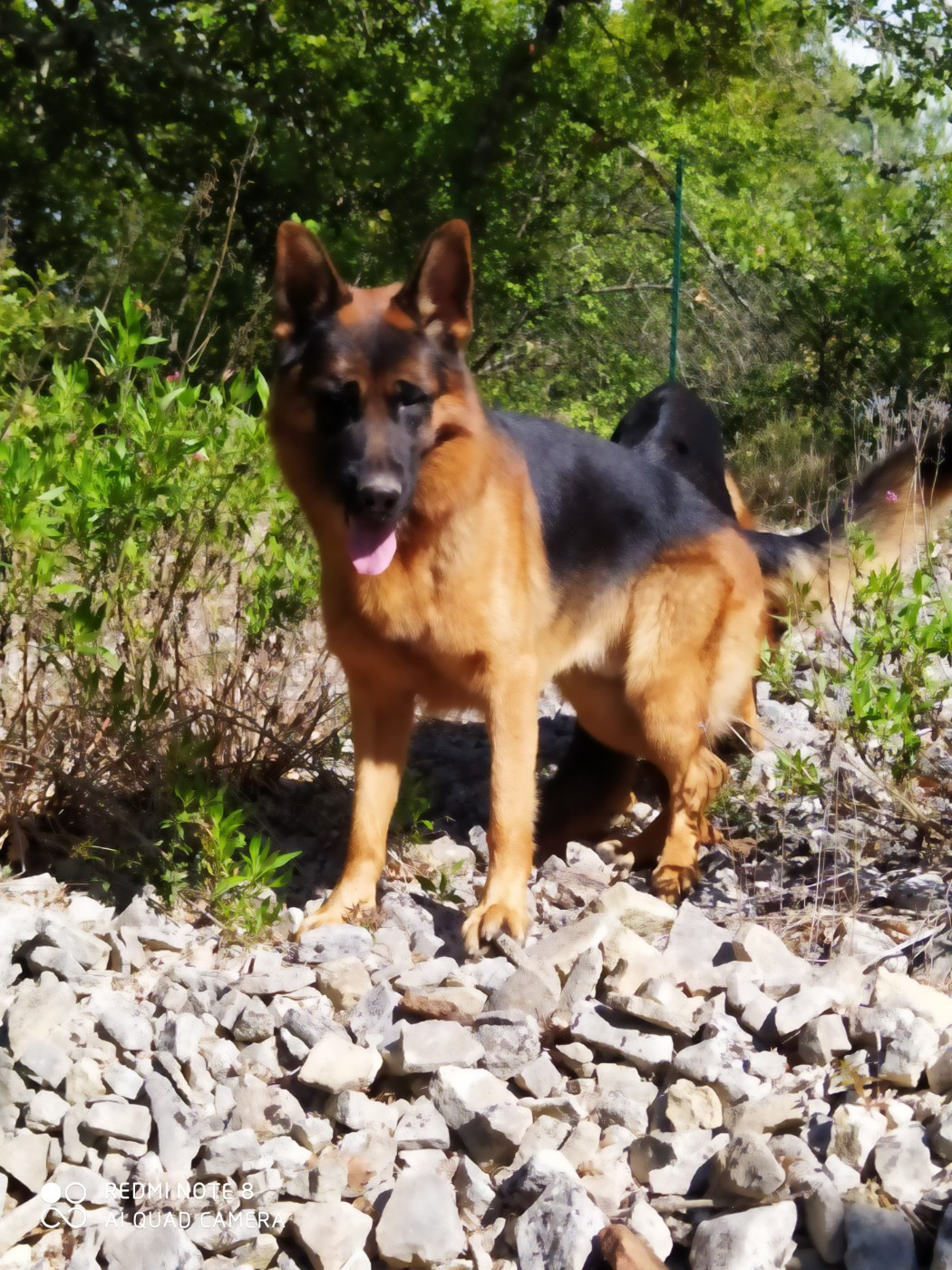 Publication : de La citée des Orchidées Auteur : J-G