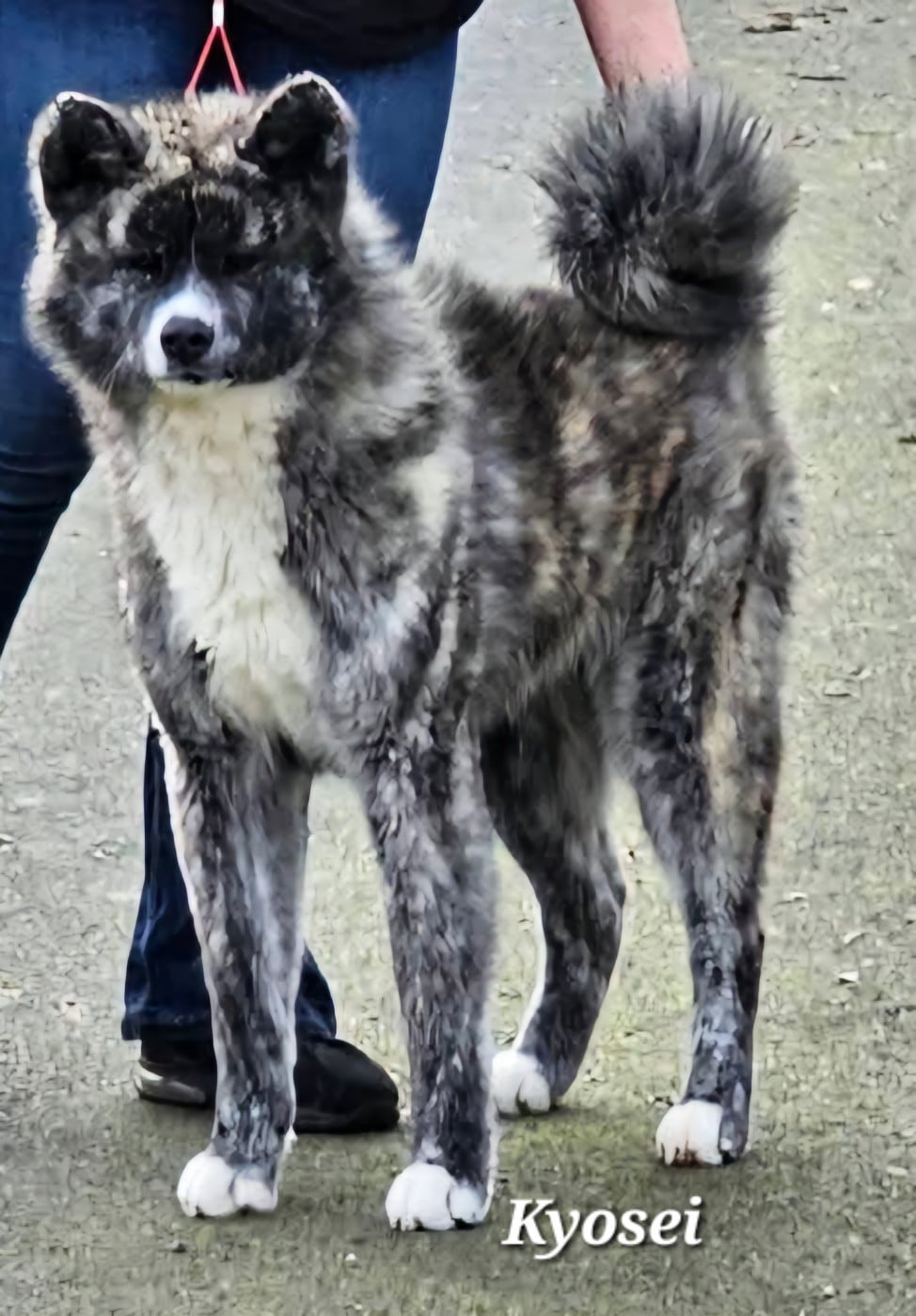 Publication : De La Joaillerie De La Cour 