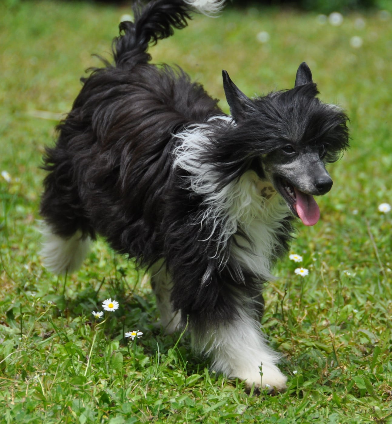 Verone Little Champs