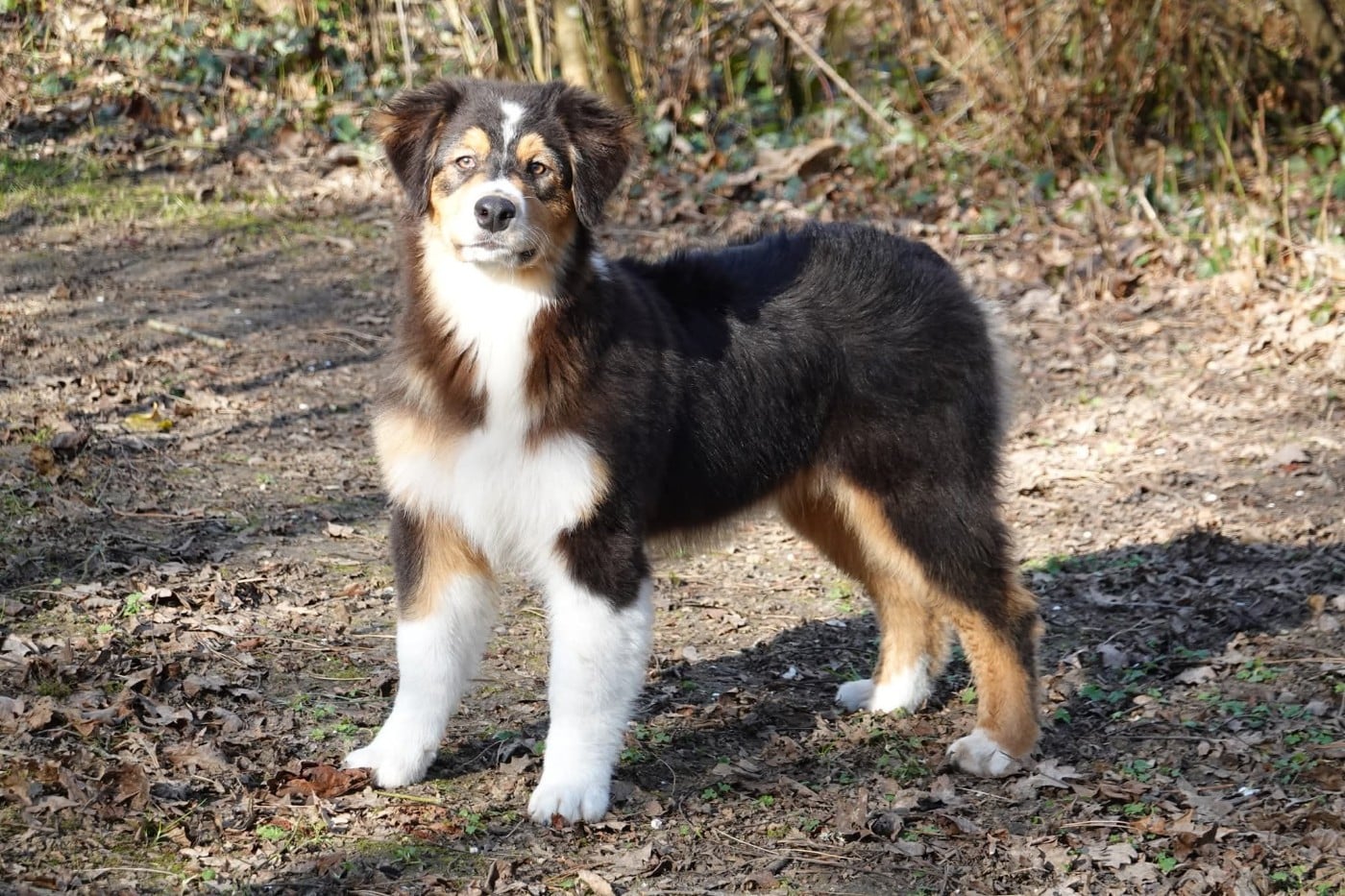 Publication : Des Pampelumes 