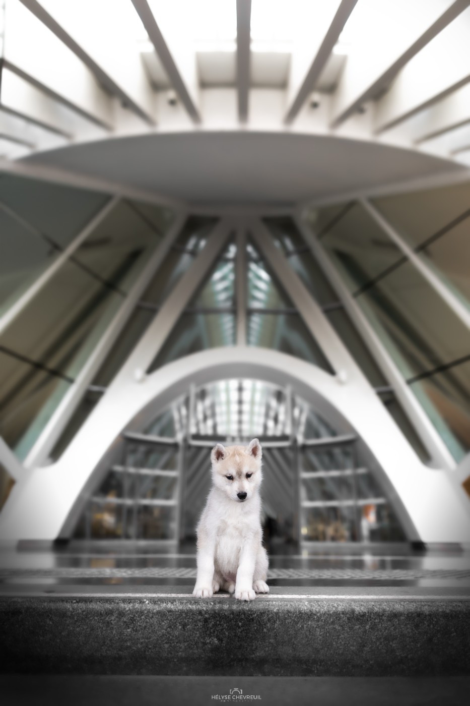 Publication : Des Chants Nordiques