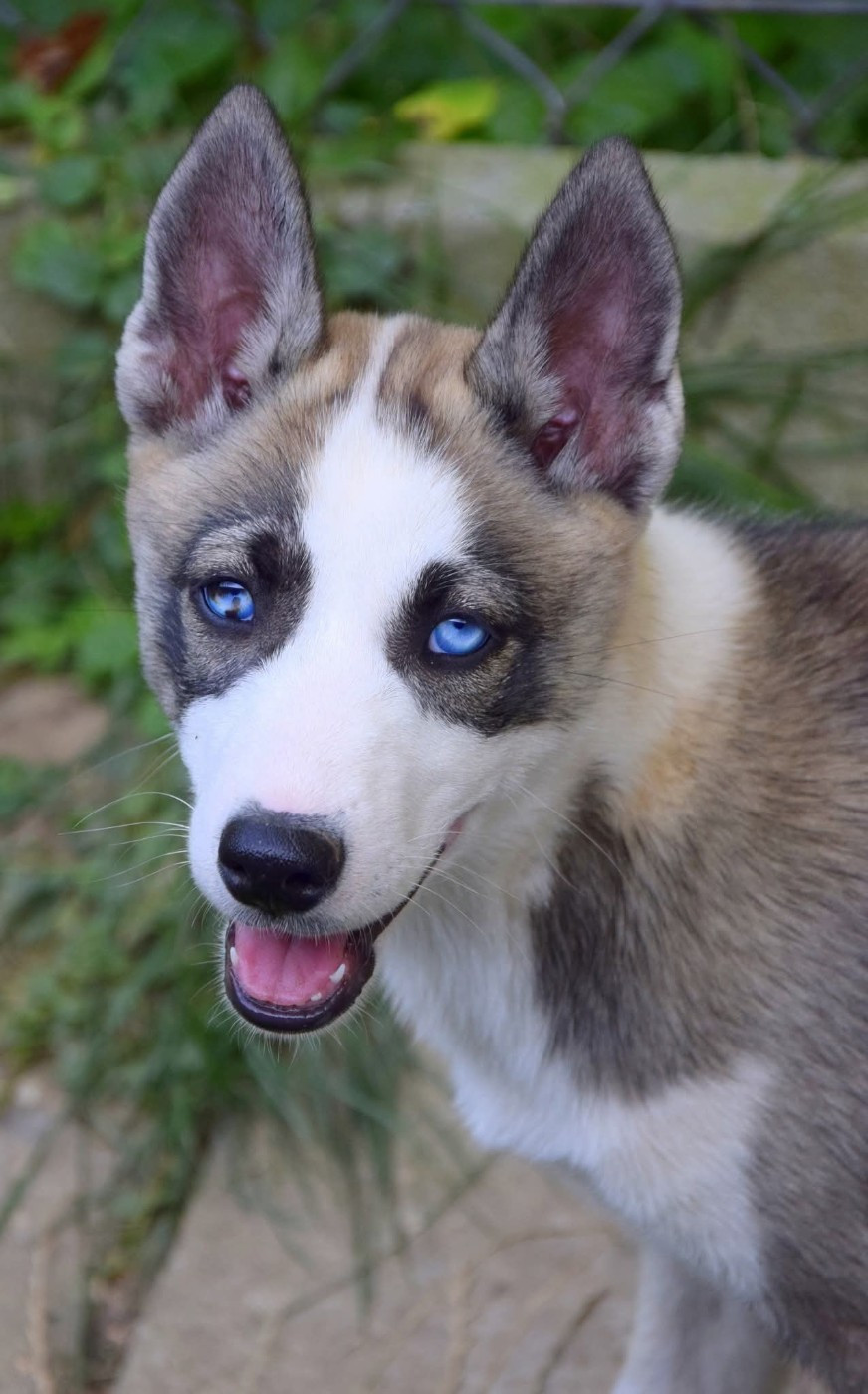 Publication : Of Northern Lights Spirit 