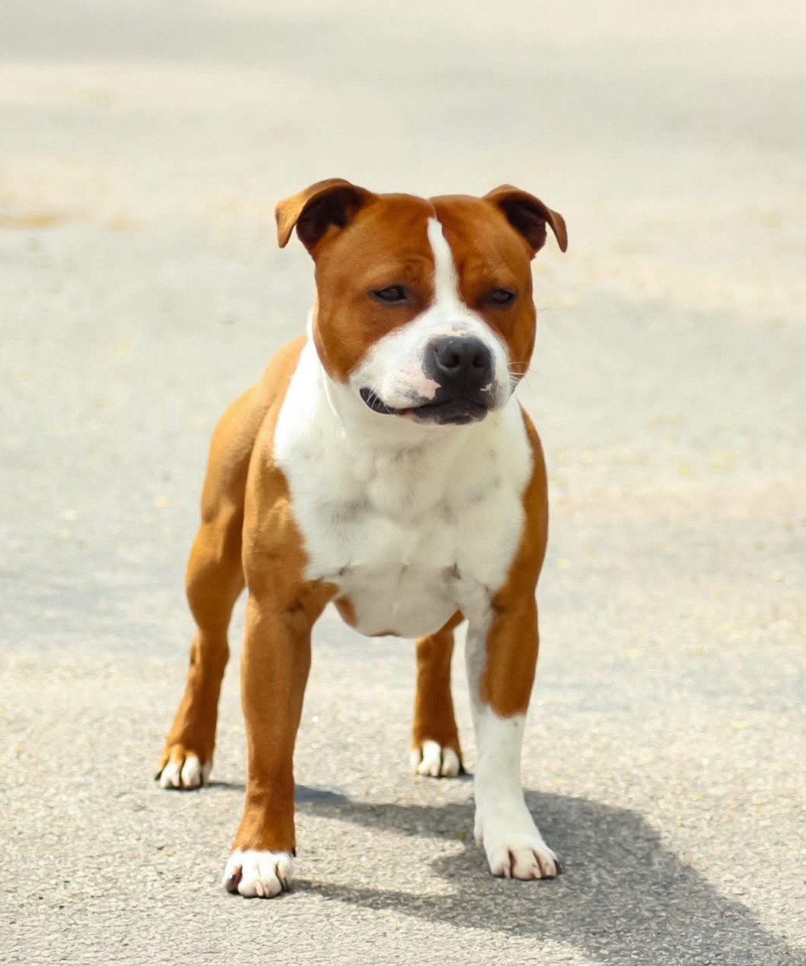 Publication : De La Taniere Du Staffie