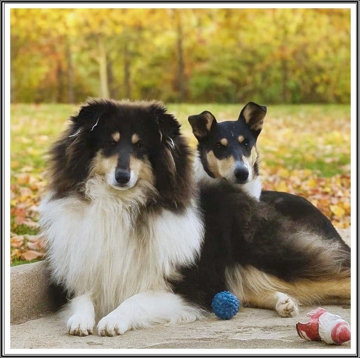 Publication : du bois des amazones Auteur : du Bois des Amazones