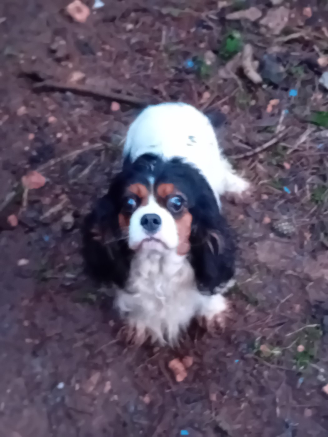 Publication : Du Petit Bois Ensorcelé Auteur : Karine