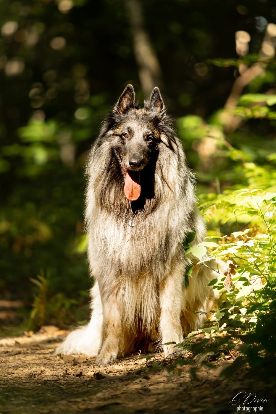 Publication : Of Ops Des Beys