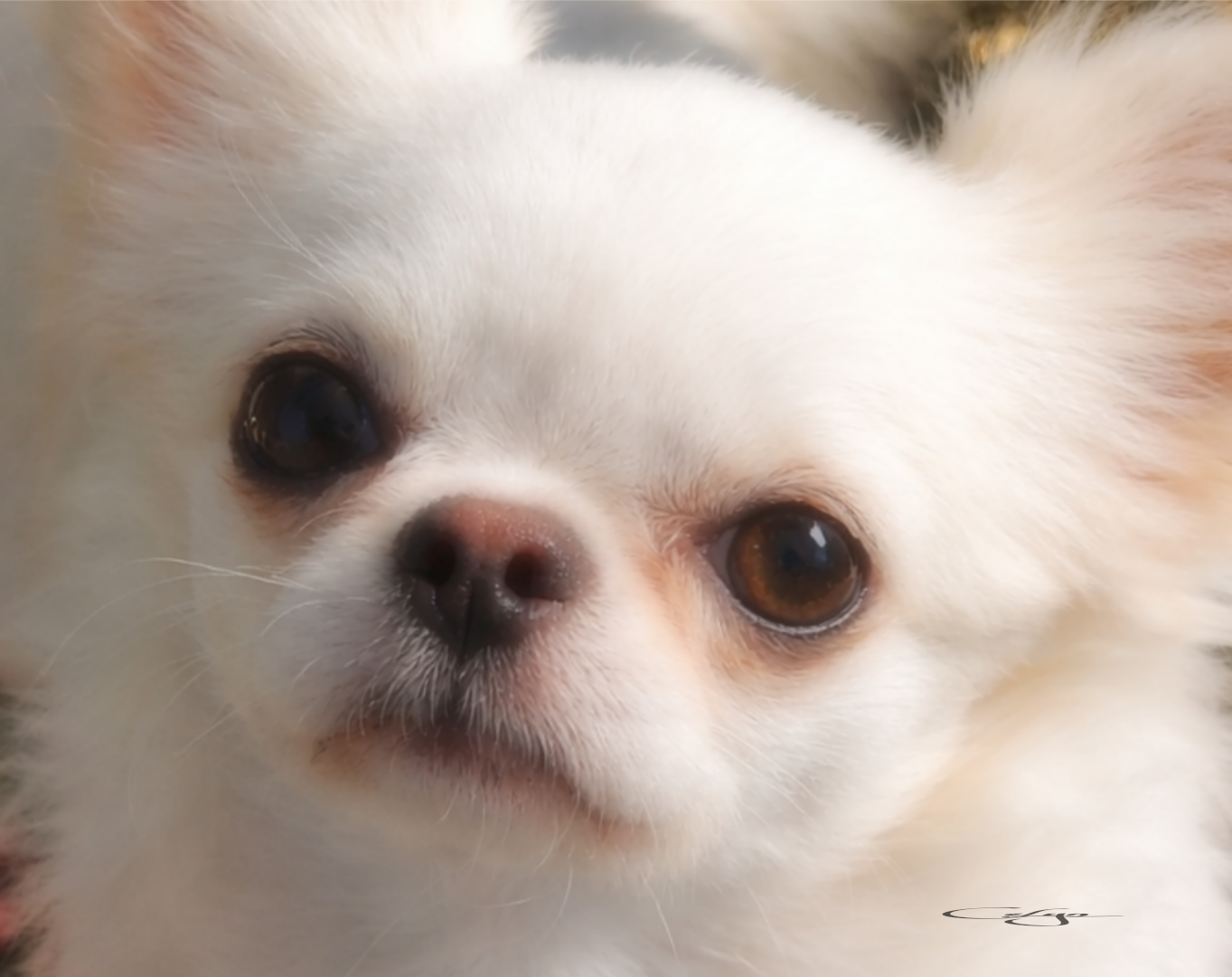 Publication : Of Blue Moon's Diamond Auteur : Of Blue Moon s Diamond