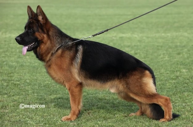 Publication : Von Team Buchenland 