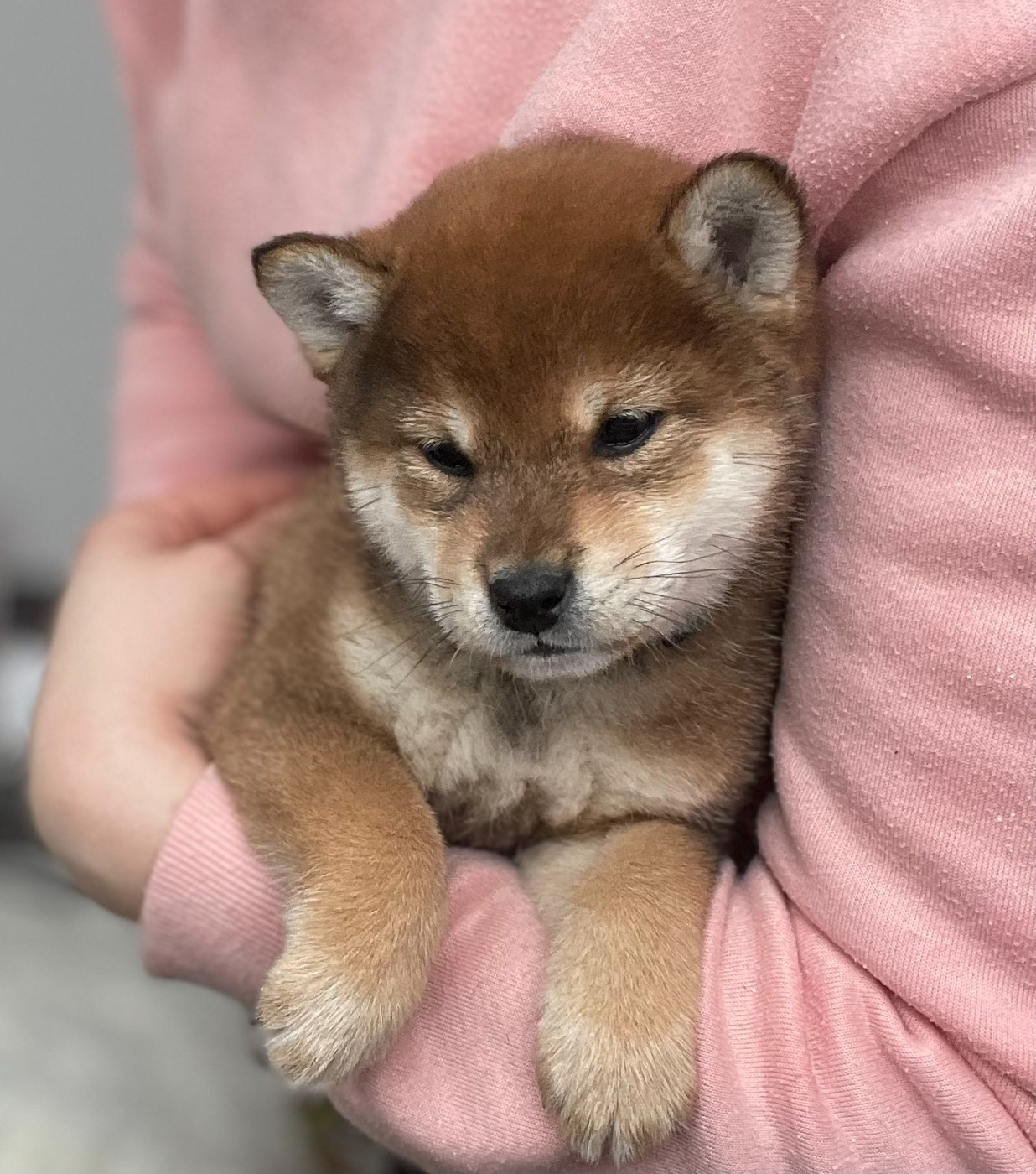 Publication : de la Nouvelle Aube Auteur : Elisa Narduzzi