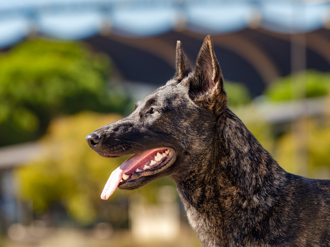 Publication : Des Légendes De Boyka