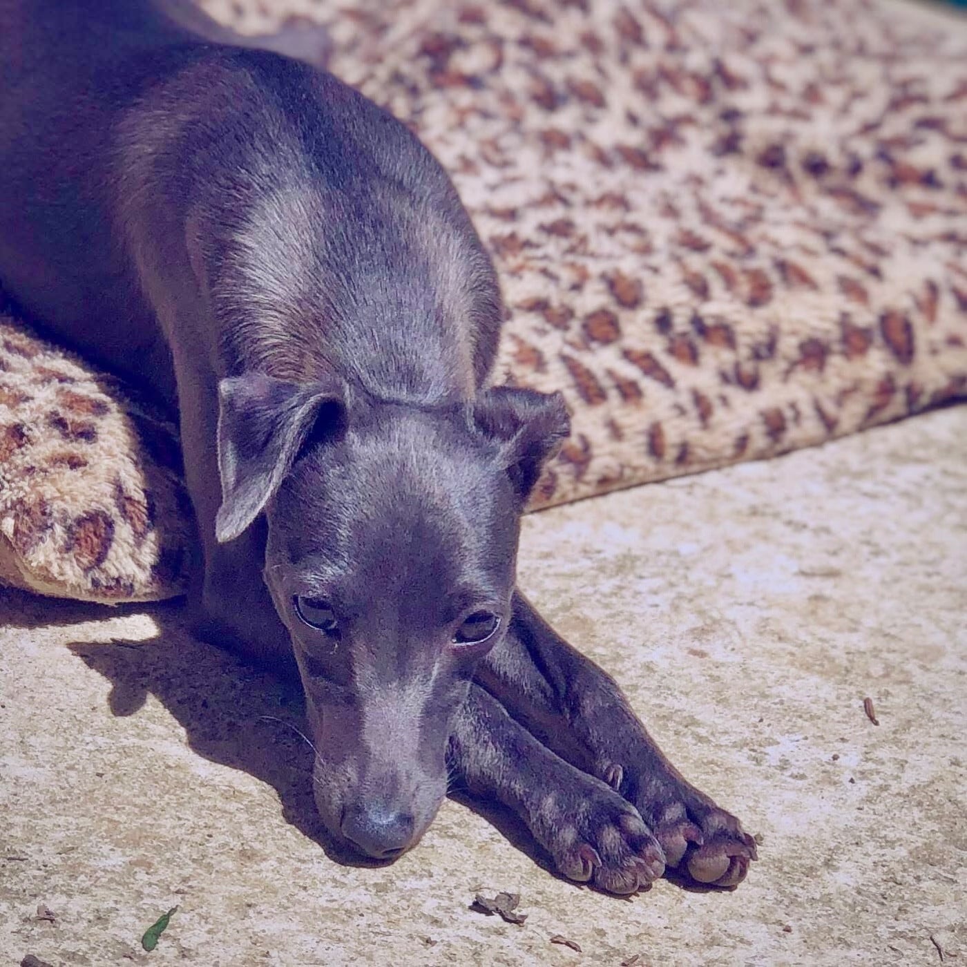 Publication : De La Squadra D'Elite Auteur : Squadra d'elite