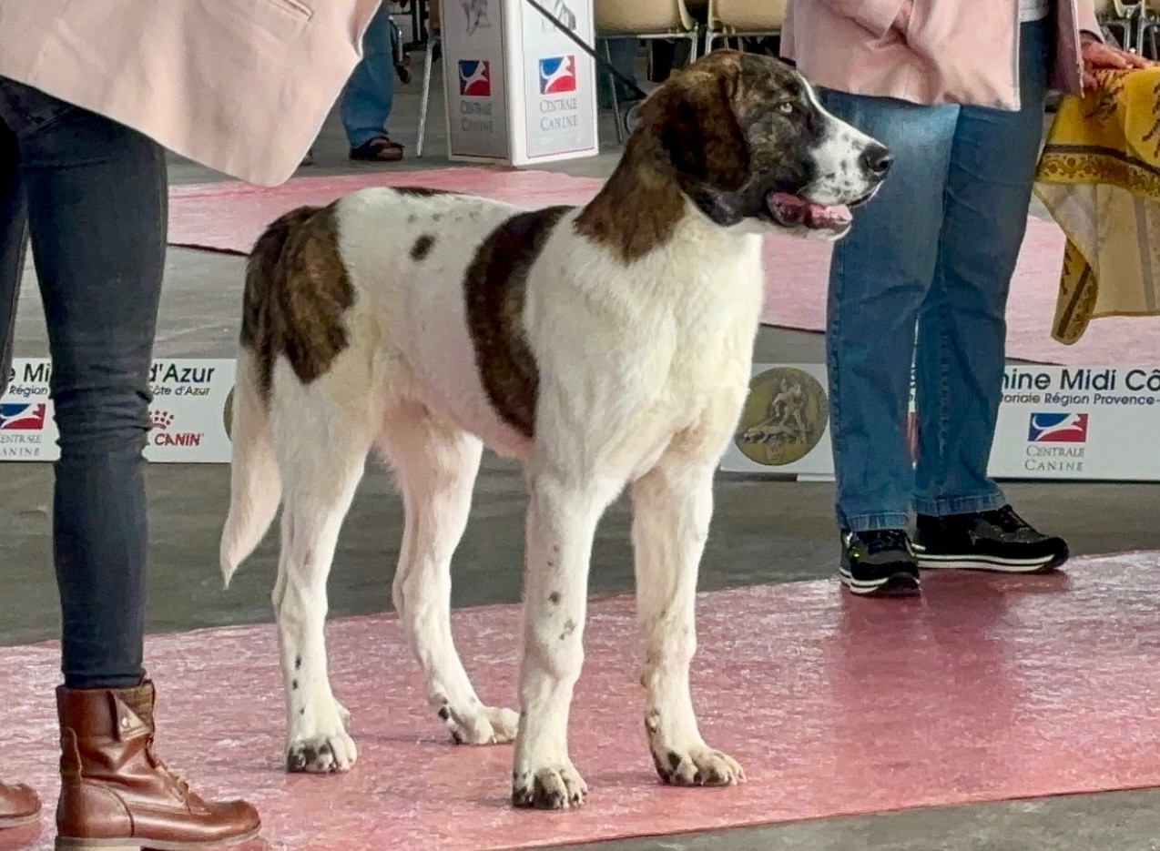 Publication : Du Haras Du Paty Auteur : Danielle Lahaye